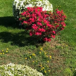 Meet your Posher, Josephine